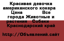 Красивая девочка американского кокера › Цена ­ 35 000 - Все города Животные и растения » Собаки   . Краснодарский край